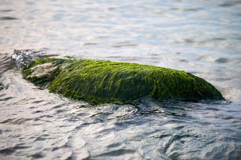 Green seaweed sea algae covered stone in sea water, beautiful wet sea moss close up