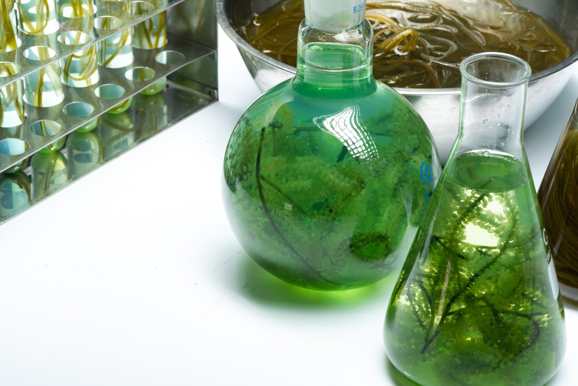 Photobioreactor in medical science laboratory algae fuel biofuel industry, nature algal research