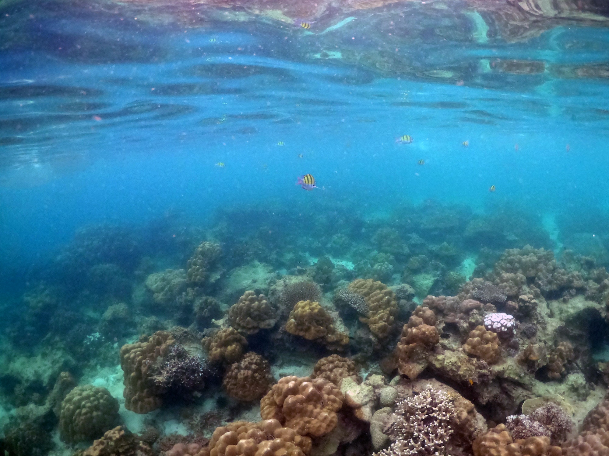 Underwater seascape of corals and algae in the ocean.