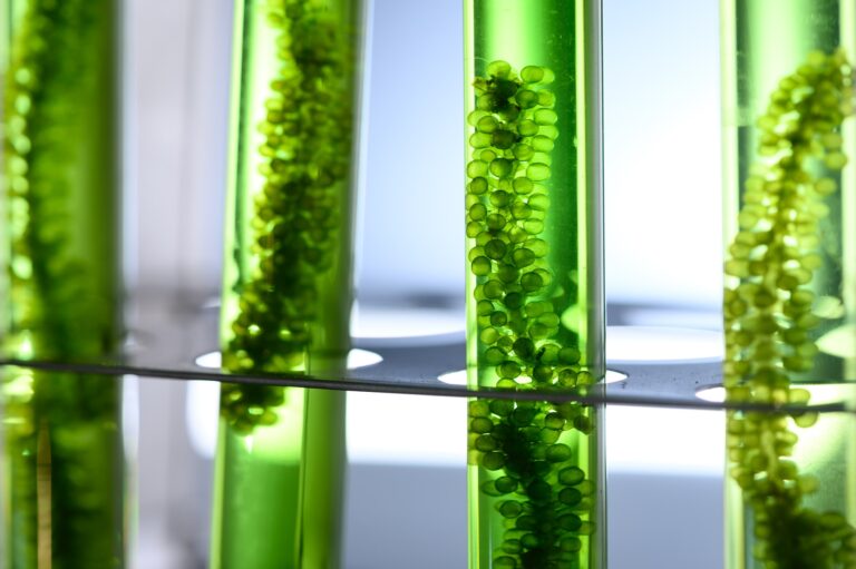 algae biofuel tube in biotech laboratory, Photobioreactor in lab algae fuel biofuel industry