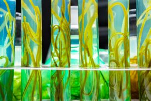 green alga laboratory research, alternative biofuel energy technology, biotechnology concept