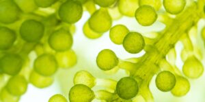 macro microscope closeup shot of green algae water plant with biotechnology science laboratory