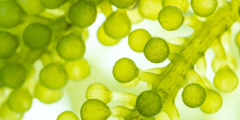 macro microscope closeup shot of green algae water plant with biotechnology science laboratory