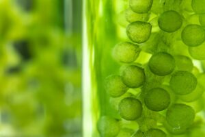 macro microscope closeup shot of green algae water plant with biotechnology science laboratory