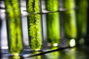 Photobioreactor in lab algae fuel biofuel industry, Algae fuel, Algae research