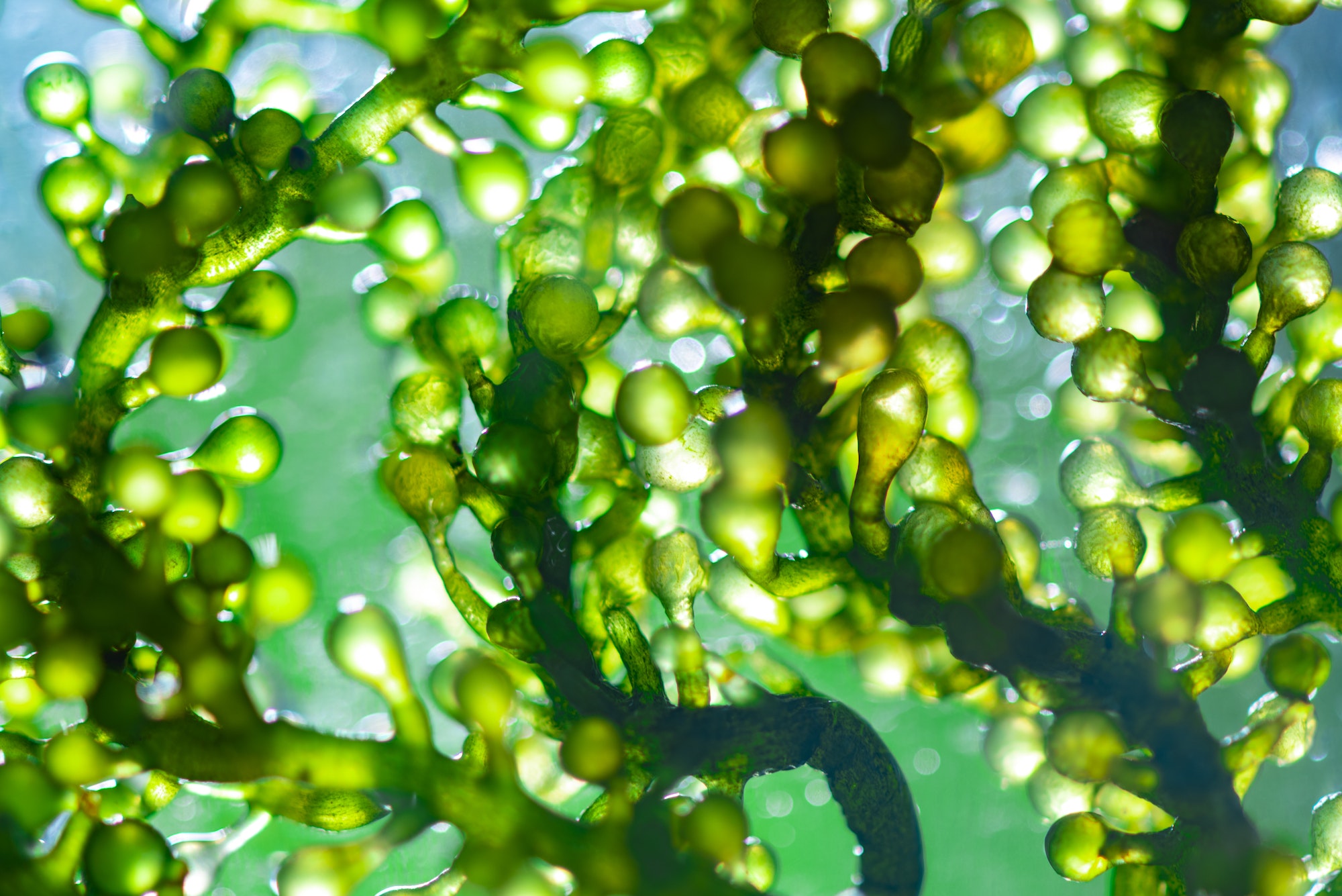 Scientists are developing research on algae. Bio-energy, biofuel, energy research